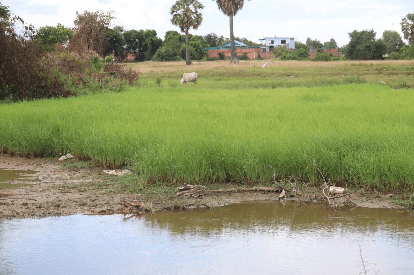 Explore Authentic Battambang: Village Life and Countryside Tour