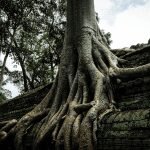 Preah Khan Temple Complex, A Journey Through Time at Preah Khan Temple